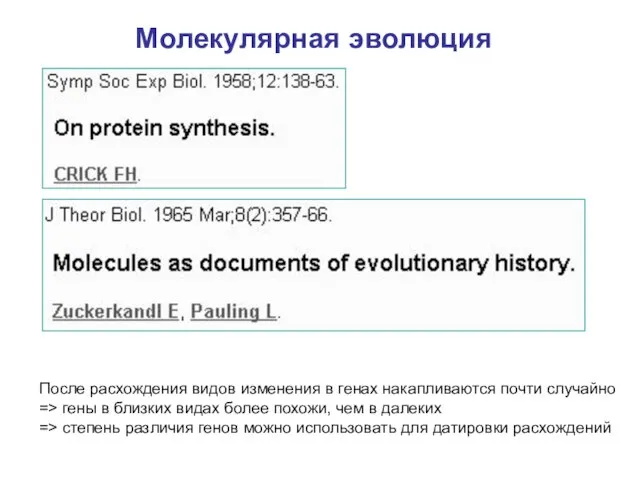 Молекулярная эволюция После расхождения видов изменения в генах накапливаются почти случайно =>