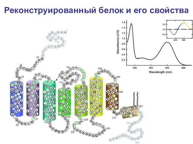 Реконструированный белок и его свойства