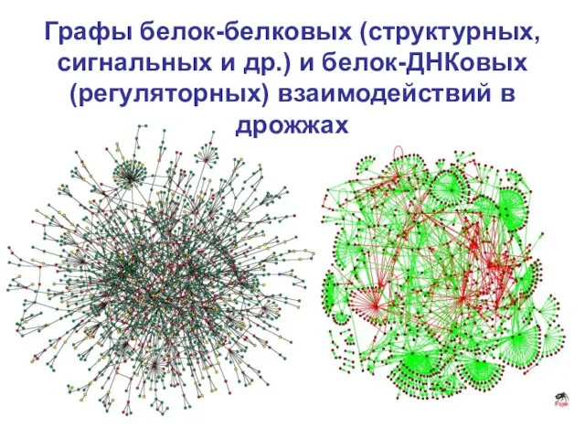 Графы белок-белковых (структурных, сигнальных и др.) и белок-ДНКовых (регуляторных) взаимодействий в дрожжах