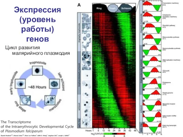 Экспрессия (уровень работы) генов Цикл развития малярийного плазмодия