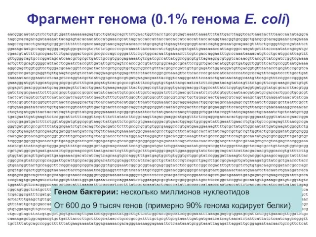 Фрагмент генома (0.1% генома E. coli) Геном бактерии: несколько миллионов нуклеотидов От