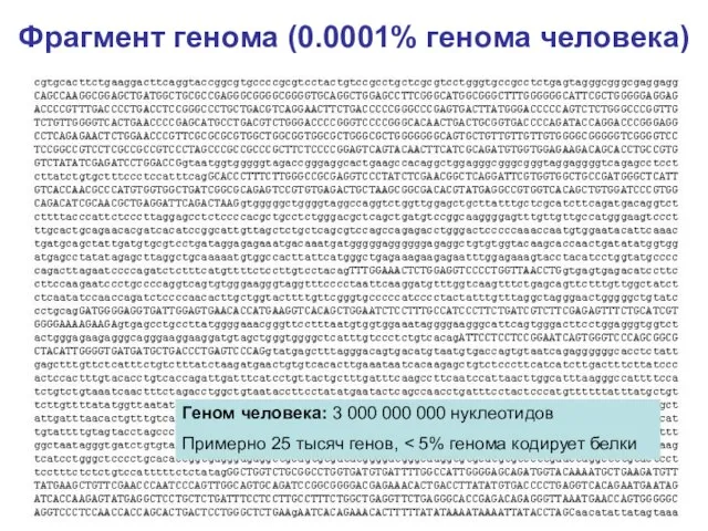 Фрагмент генома (0.0001% генома человека) Геном человека: 3 000 000 000 нуклеотидов Примерно 25 тысяч генов,