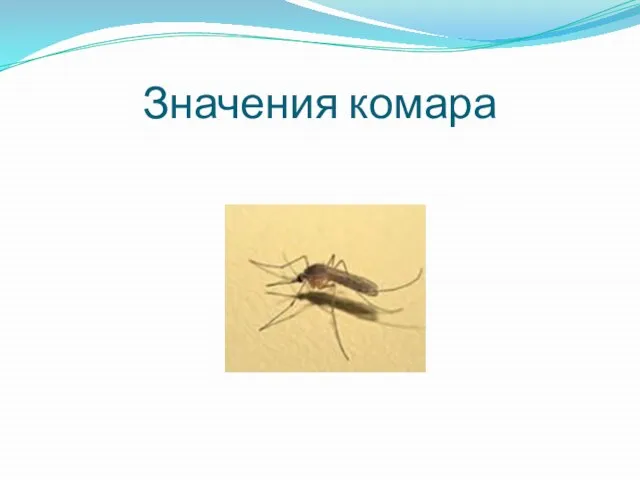 Значения комара