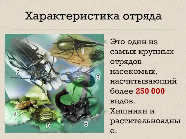 Это один из самых крупных отрядов насекомых, насчитывающий более 250 000 видов.