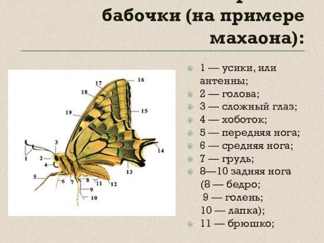 Схема внешнего строения бабочки (на примере махаона): 1 — усики, или антенны;