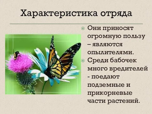 Они приносят огромную пользу – являются опылителями. Среди бабочек много вредителей -