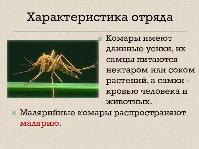 Комары имеют длинные усики, их самцы питаются нектаром или соком растений, а