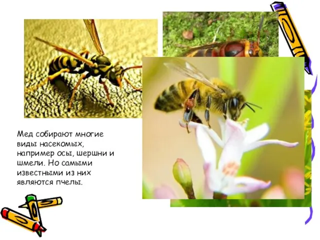 Мед собирают многие виды насекомых, например осы, шершни и шмели. Но самыми
