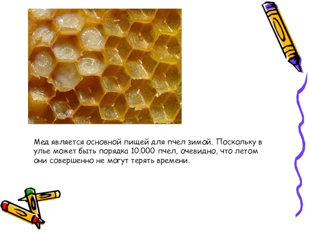Мед является основной пищей для пчел зимой. Поскольку в улье может быть
