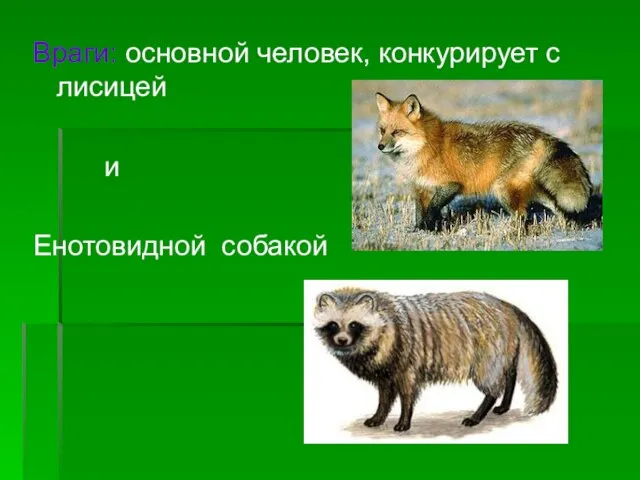 Враги: основной человек, конкурирует с лисицей и Енотовидной собакой