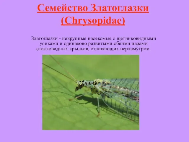 Семейство Златоглазки (Chrysopidae) Златоглазки - некрупные насекомые с щетинковидными усиками и одинаково