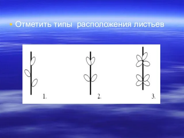 Отметить типы расположения листьев