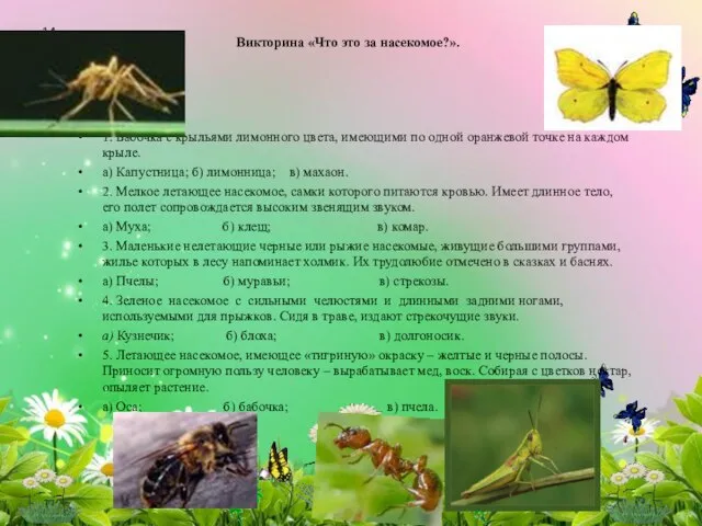 Викторина «Что это за насекомое?». 1. Бабочка с крыльями лимонного цвета, имеющими