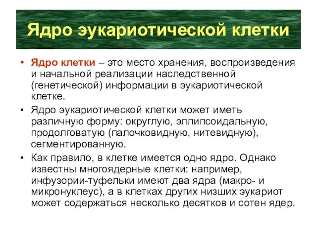 Ядро эукариотической клетки Ядро клетки – это место хранения, воспроизведения и начальной