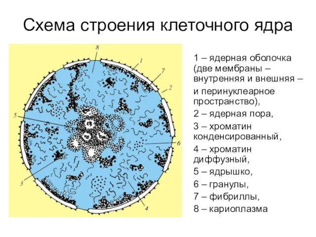 Схема строения клеточного ядра 1 – ядерная оболочка (две мембраны – внутренняя