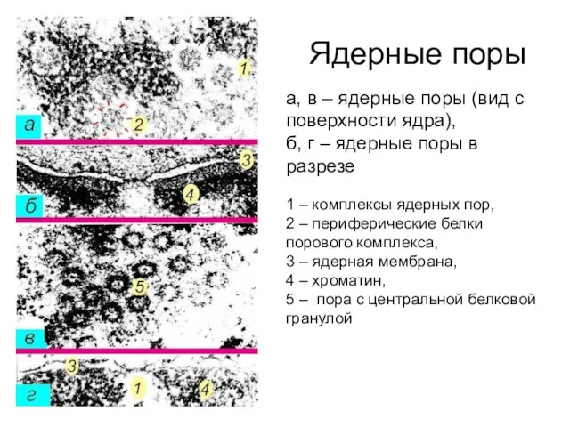 Ядерные поры а, в – ядерные поры (вид с поверхности ядра), б,