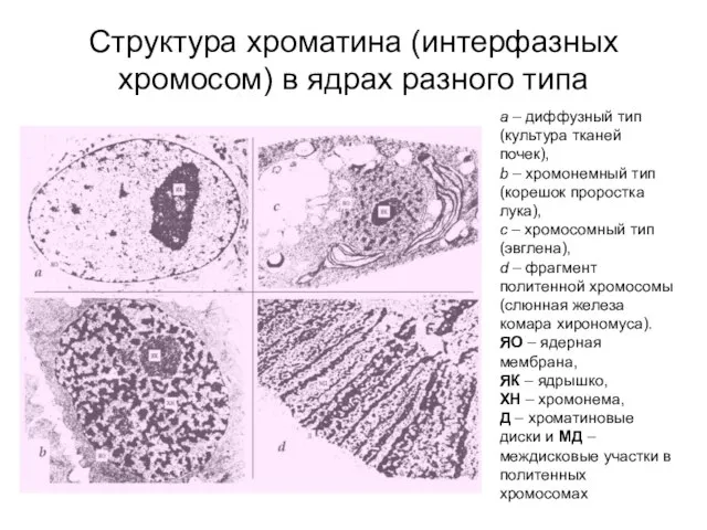 Структура хроматина (интерфазных хромосом) в ядрах разного типа а – диффузный тип