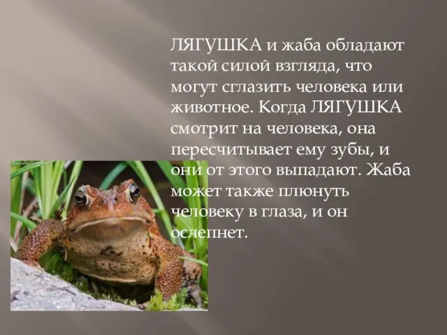 ЛЯГУШКА и жаба обладают такой силой взгляда, что могут сглазить человека или