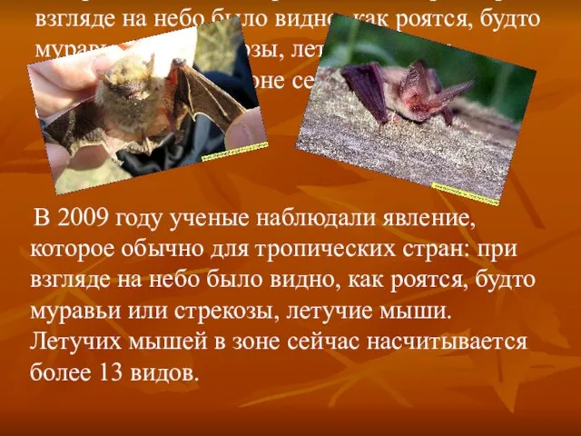 В 2009 году ученые наблюдали явление, которое обычно для тропических стран: при