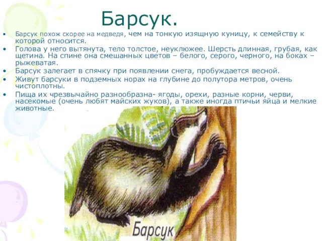 Барсук похож скорее на медведя, чем на тонкую изящную куницу, к семейству