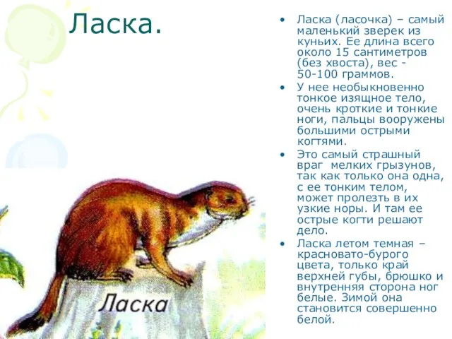 Ласка. Ласка (ласочка) – самый маленький зверек из куньих. Ее длина всего