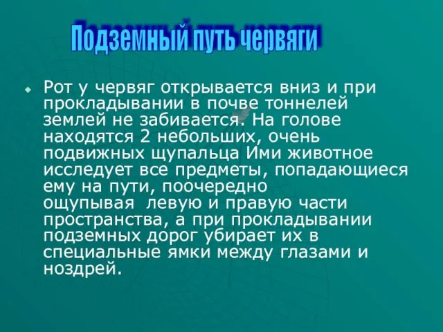 Рот у червяг открывается вниз и при прокладывании в почве тоннелей землей