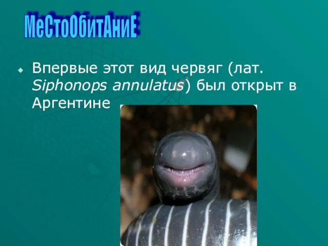 Впервые этот вид червяг (лат. Siphonops annulatus) был открыт в Аргентине МеСтоОбитАниЕ