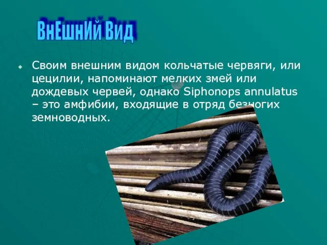 Своим внешним видом кольчатые червяги, или цецилии, напоминают мелких змей или дождевых