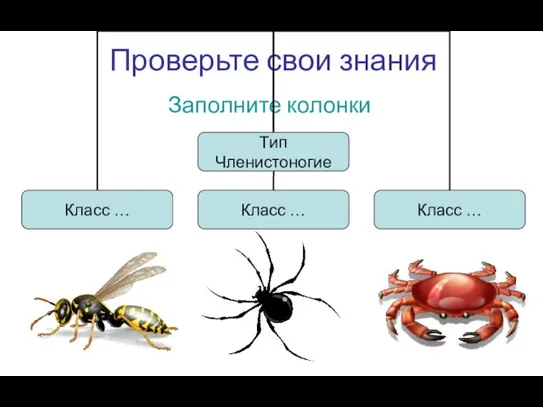 Проверьте свои знания Заполните колонки