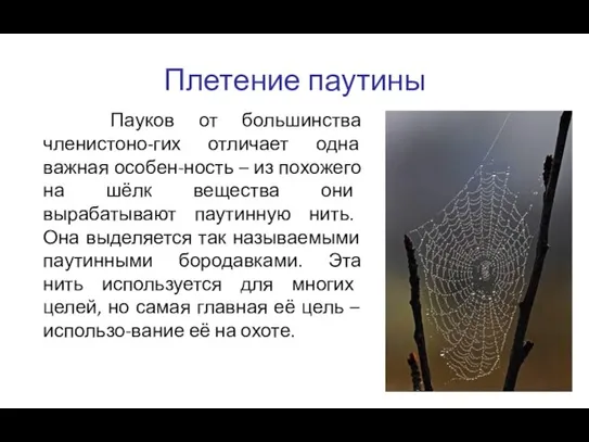 Плетение паутины Пауков от большинства членистоно-гих отличает одна важная особен-ность – из