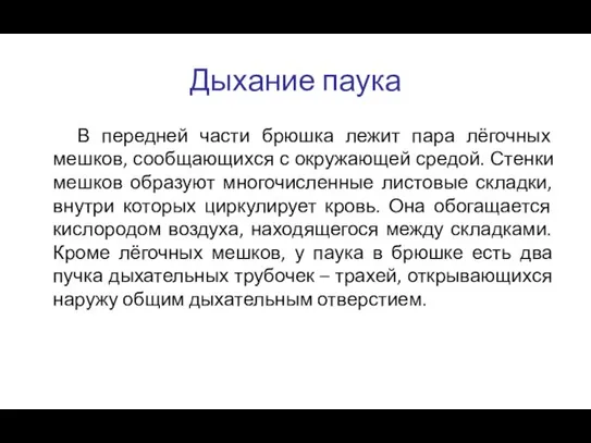 Дыхание паука В передней части брюшка лежит пара лёгочных мешков, сообщающихся с