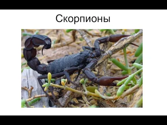 Скорпионы