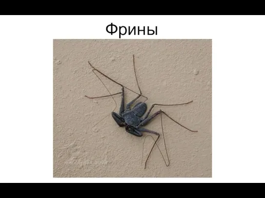 Фрины