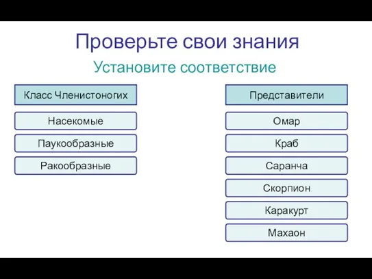 Проверьте свои знания Установите соответствие Класс Членистоногих Представители Насекомые Паукообразные Ракообразные Омар