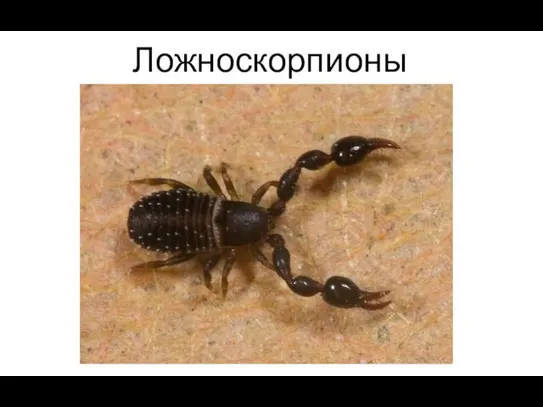 Ложноскорпионы