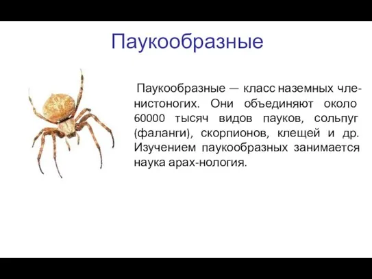 Паукообразные Паукообразные — класс наземных чле-нистоногих. Они объединяют около 60000 тысяч видов