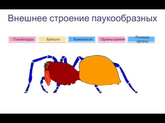 Внешнее строение паукообразных Брюшко Головогрудь Органы зрения Конечности Ротовые органы