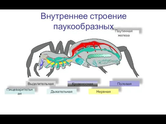 Внутреннее строение паукообразных Выделительная Кровеносная Половая Нервная Дыхательная Пищеварительная Паутинная железа