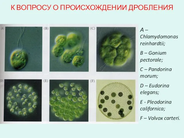 К ВОПРОСУ О ПРОИСХОЖДЕНИИ ДРОБЛЕНИЯ А – Chlamydomonas reinhardtii; B – Gonium