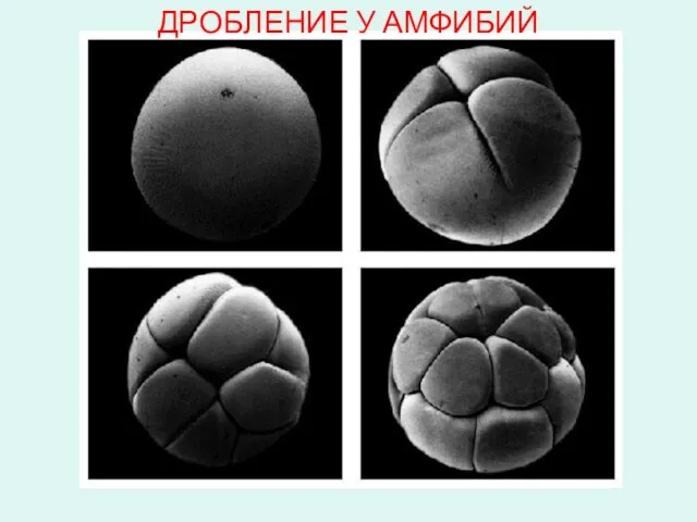 ДРОБЛЕНИЕ У АМФИБИЙ