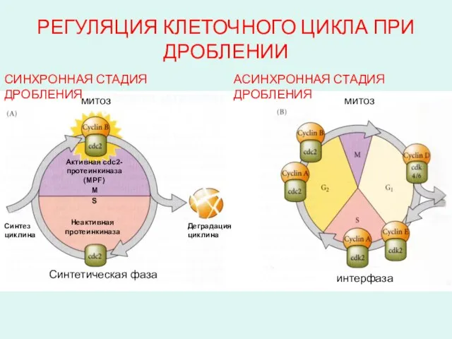 РЕГУЛЯЦИЯ КЛЕТОЧНОГО ЦИКЛА ПРИ ДРОБЛЕНИИ M S митоз Синтетическая фаза митоз интерфаза