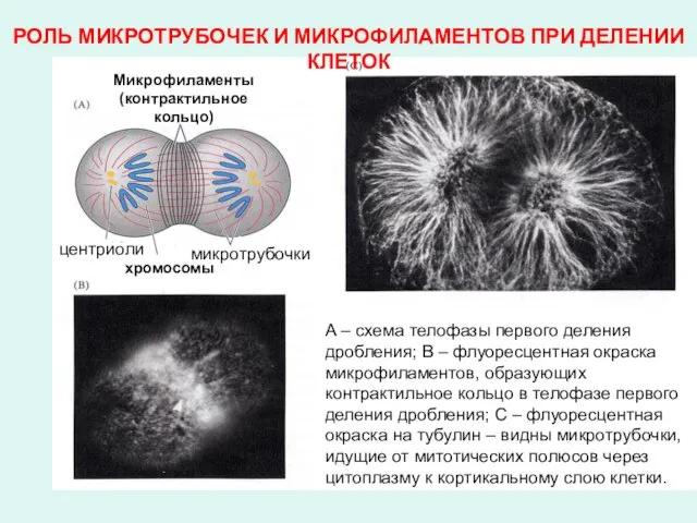 Микрофиламенты (контрактильное кольцо) центриоли микротрубочки хромосомы Микрофиламенты (контрактильное кольцо) центриоли хромосомы Микрофиламенты