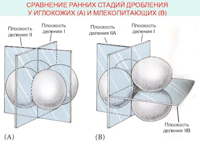 Плоскость деления II Плоскость деления I Плоскость деления IIA Плоскость деления I