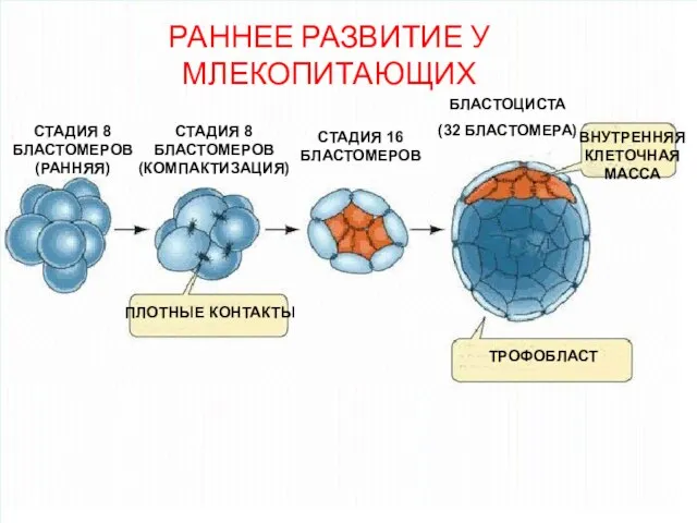 СТАДИЯ 8 БЛАСТОМЕРОВ (РАННЯЯ) СТАДИЯ 8 БЛАСТОМЕРОВ (КОМПАКТИЗАЦИЯ) СТАДИЯ 16 БЛАСТОМЕРОВ БЛАСТОЦИСТА