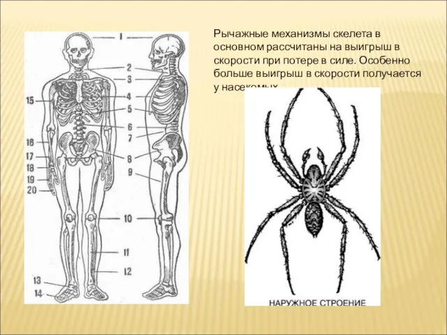 Рычажные механизмы скелета в основном рассчитаны на выигрыш в скорости при потере