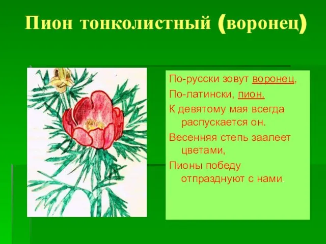 Пион тонколистный (воронец) По-русски зовут воронец, По-латински, пион. К девятому мая всегда