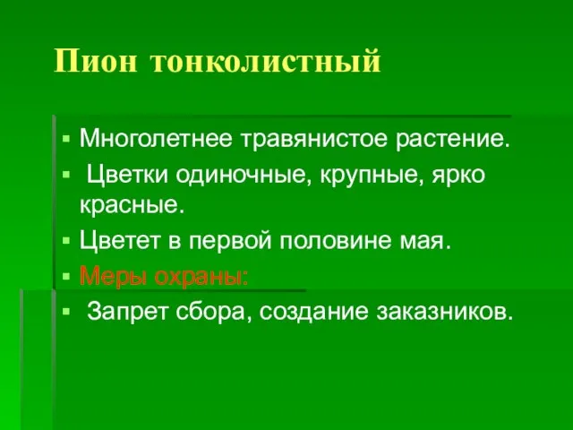 Пион тонколистный Многолетнее травянистое растение. Цветки одиночные, крупные, ярко красные. Цветет в