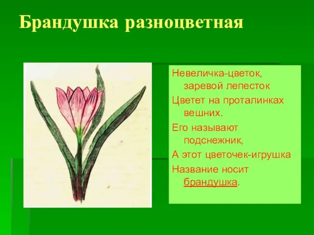 Брандушка разноцветная Невеличка-цветок, заревой лепесток Цветет на проталинках вешних. Его называют подснежник,