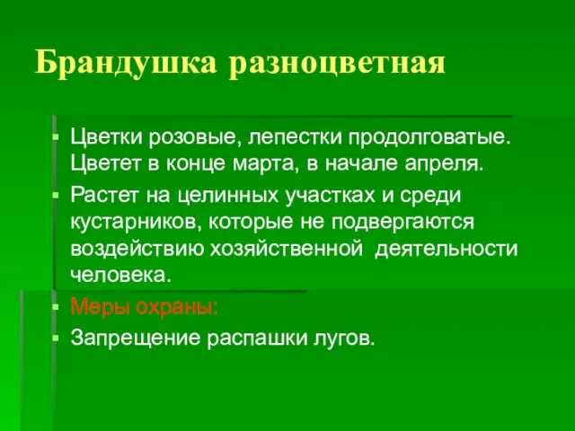 Брандушка разноцветная Цветки розовые, лепестки продолговатые. Цветет в конце марта, в начале