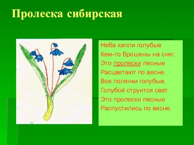 Пролеска сибирская Неба капли голубые Кем-то брошены на снег. Это пролески лесные